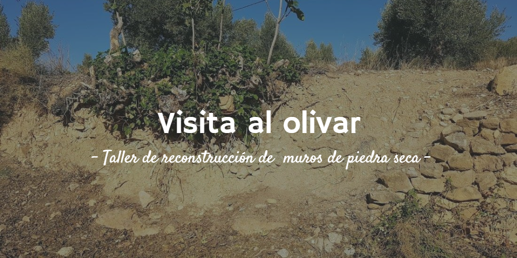 Imagen destacada del artículo la Visita al olivar. Taller de reconstrucción de muros de piedra seca