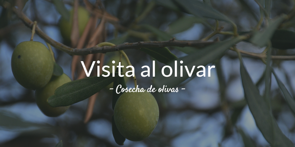 Visita al olivar. Cosecha de olivas