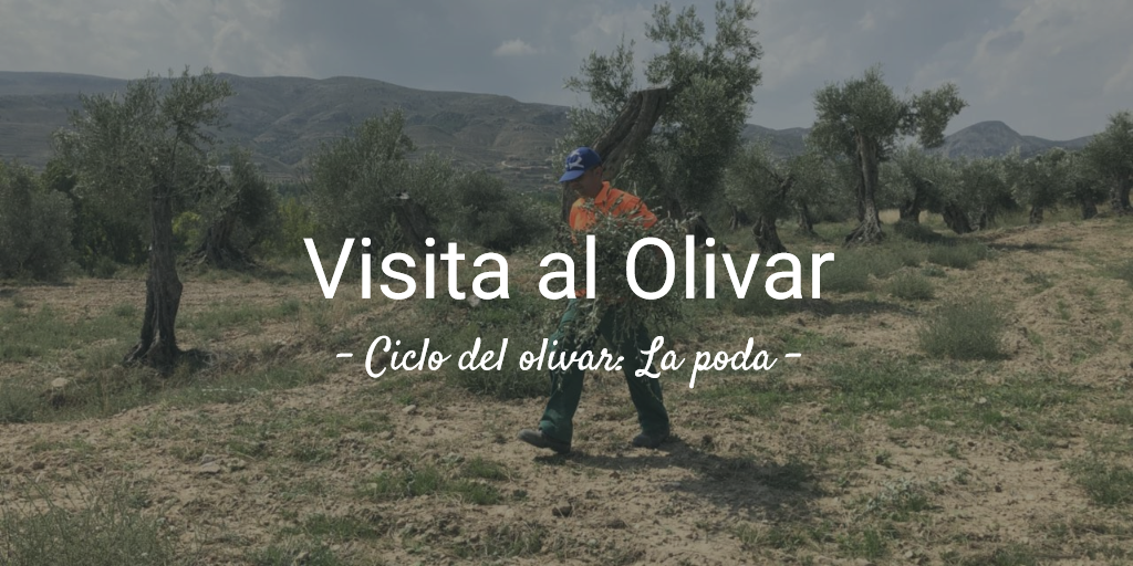 imagen artículo 2ª Visita al olivar 2019. Temporada de poda